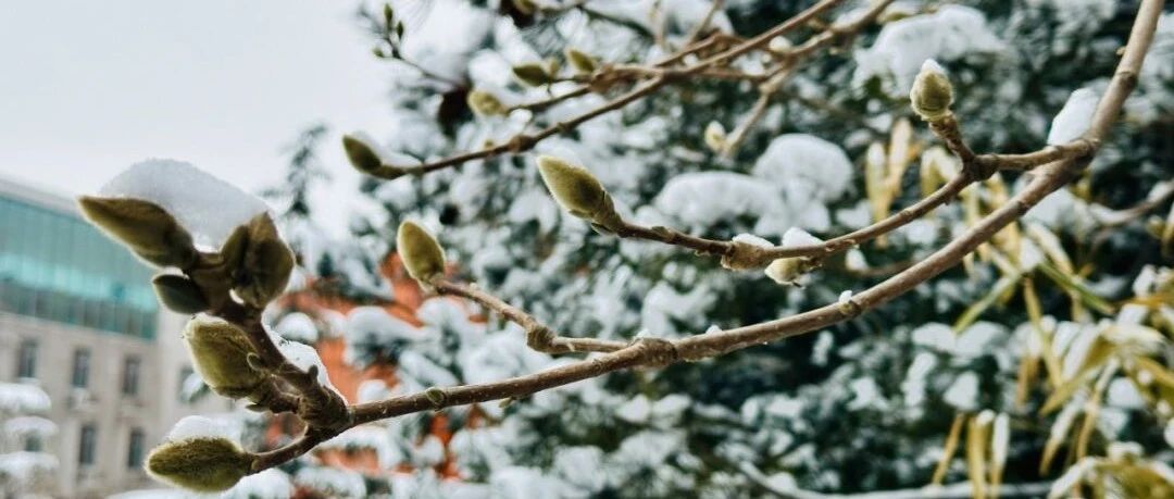 瑞雪至扫雪勤，添衣保暖再出行